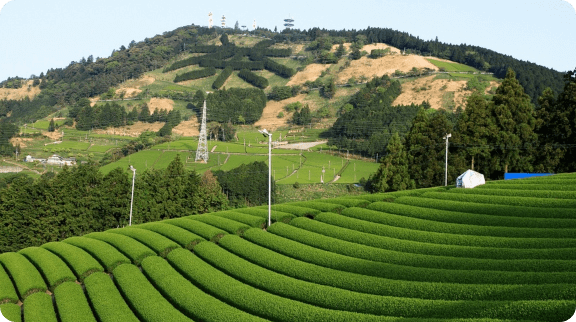 静岡の茶草場農法茶